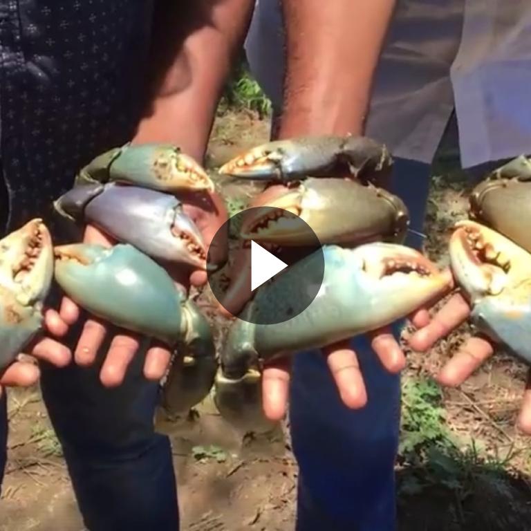Giant Crab Claw Masala